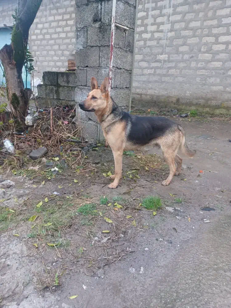 سگ ژرمن|سگ|چابکسر, |دیوار