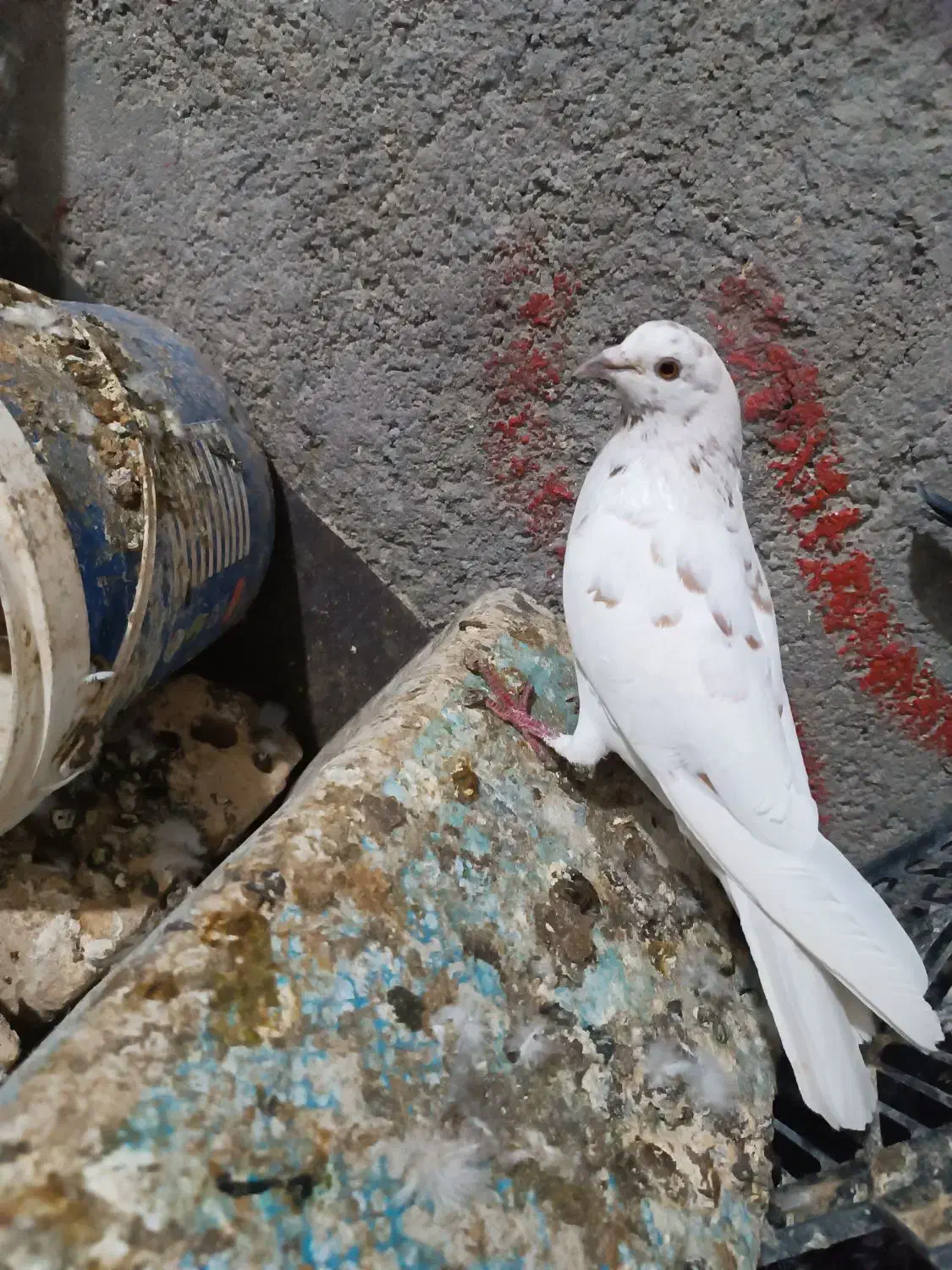 پرنده پرشی|پرنده|گرمه, |دیوار