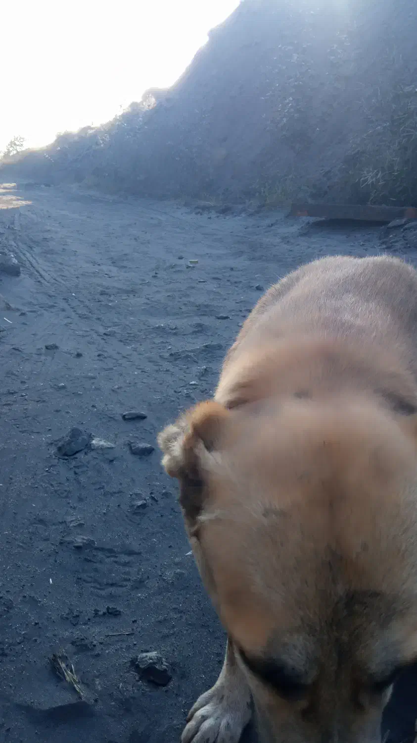 فروش سگ سرابی مخصوص گله داری و نگهبانی|سگ|زرند, |دیوار