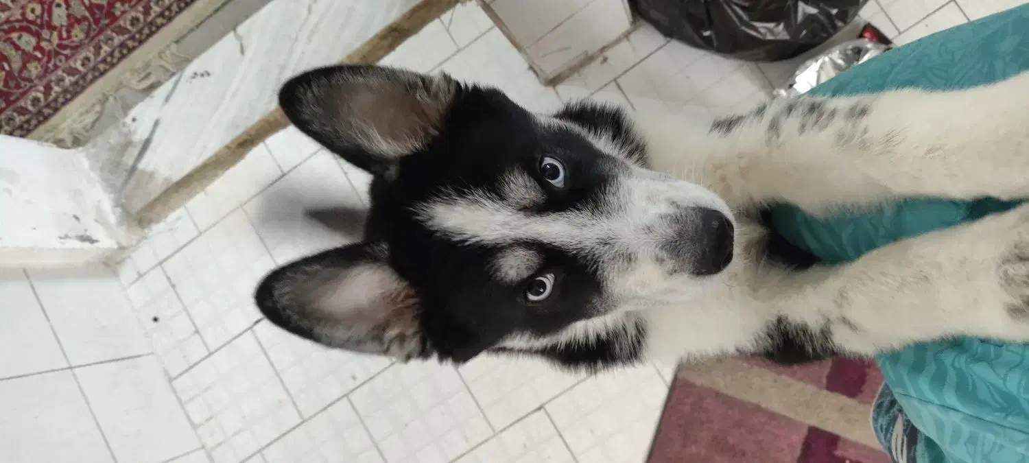 سگ هاسکی نر|سگ|تهران, فلاح|دیوار