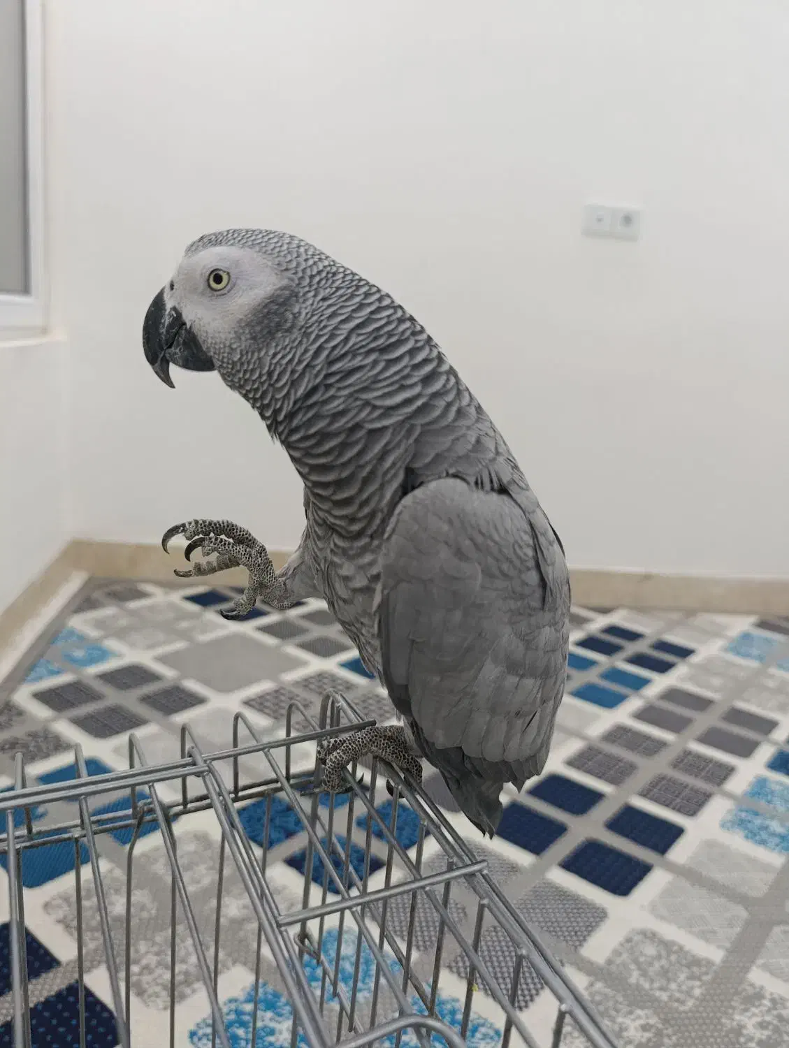 کاسکو رام و دستی و کلام دار بدون گاز گرفتن|پرنده|خورموج, |دیوار