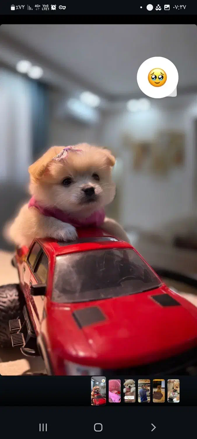 واگذاری سگ پامر دو ماهه نر|سگ|ملارد, |دیوار