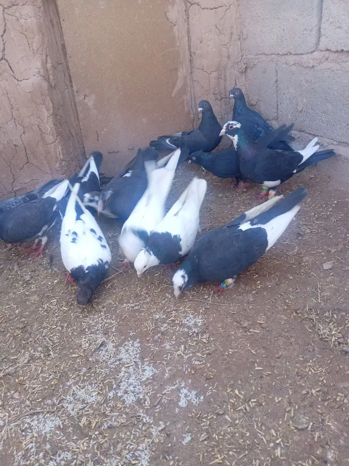 کفتر|حراج|یزدان شهر, |دیوار