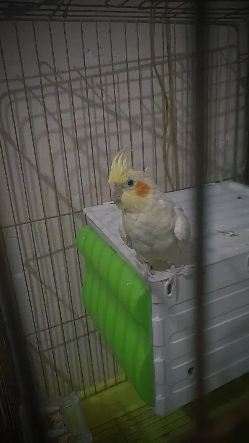 یک جفت عروس هلندی لوتینو|پرنده|پاکدشت, پاکدشت (مامازند)|دیوار