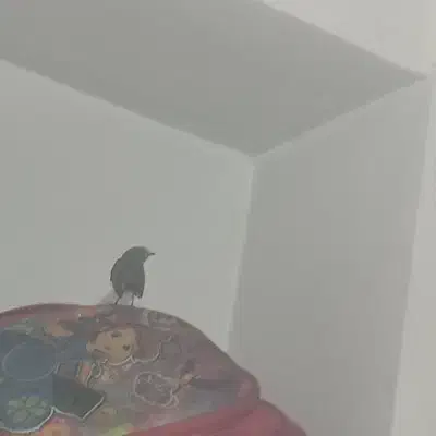 قناری بلدرچین|پرنده|گرگان, |دیوار