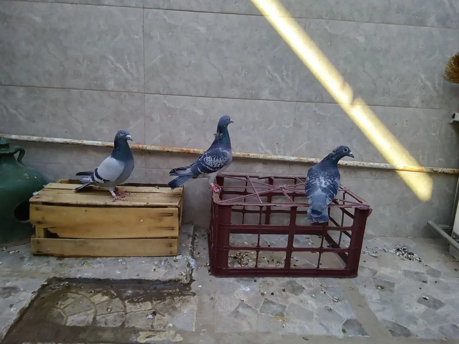 کبوتر پلاکی لطفا بخون تخفیف نداره|پرنده|قم, حنیف نژاد|دیوار