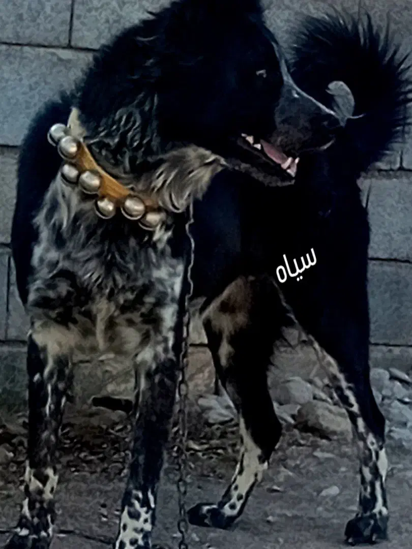 قدرجونی ۱۵ماهه|سگ|قائن, |دیوار