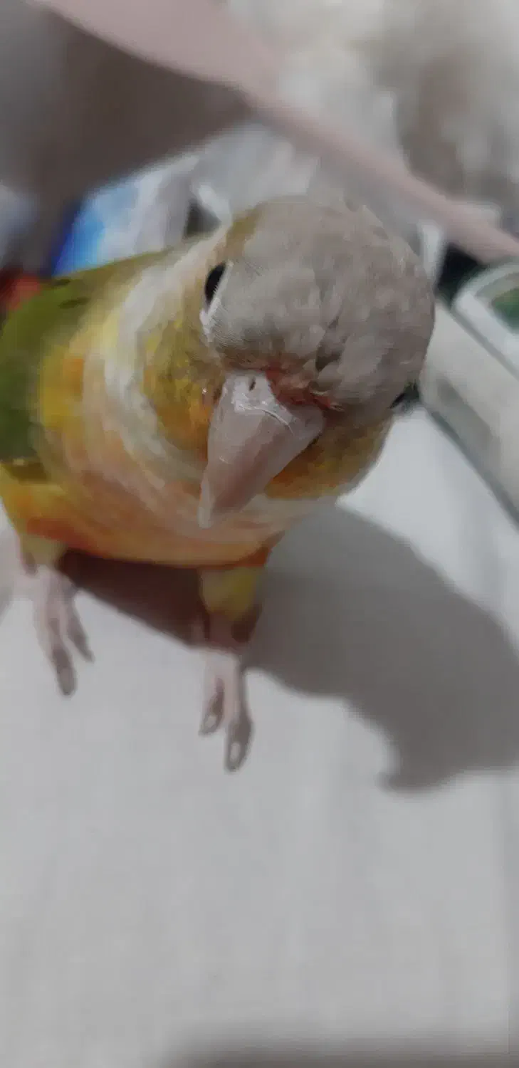 یک جفت گرینچیک رام و دستی|پرنده|بافت, |دیوار