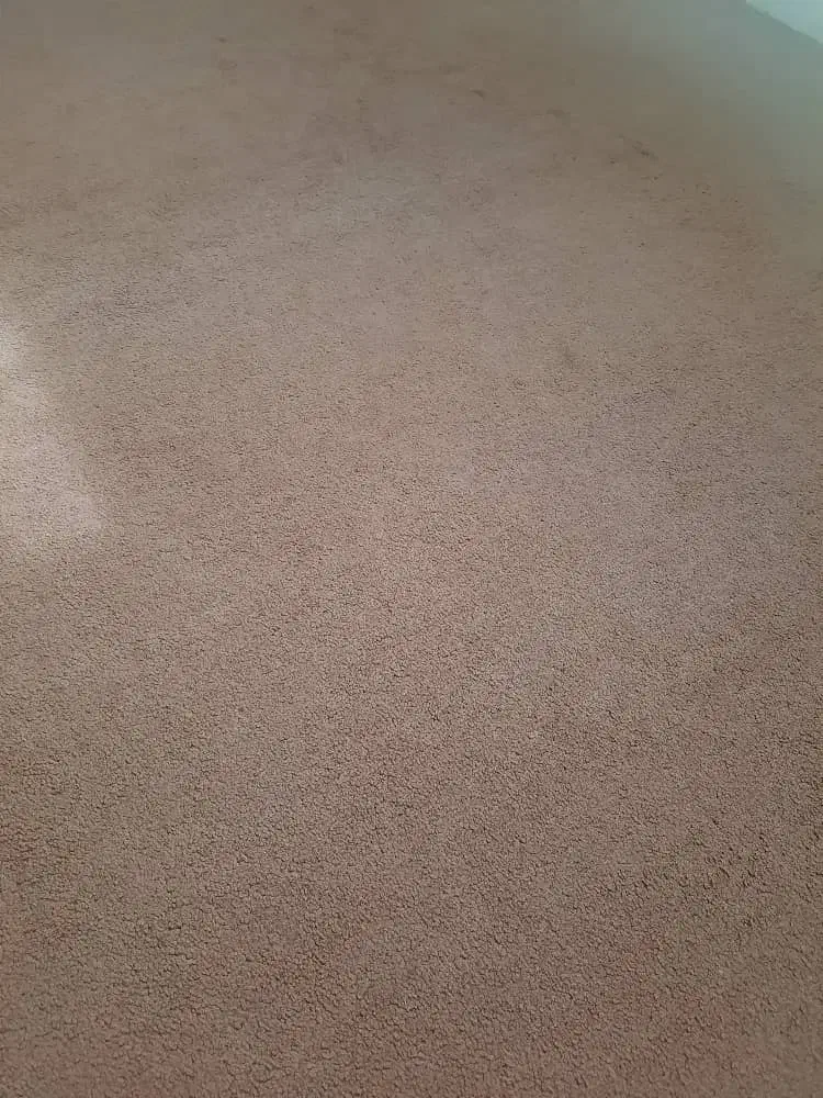 پالاز موکت رنگ قهوه ای|موکت|بوشهر, |دیوار