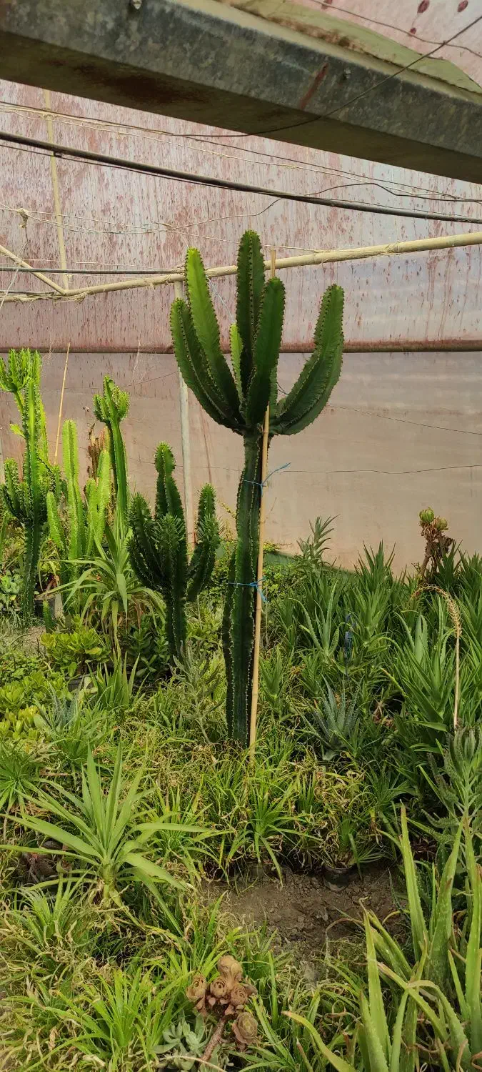 ایفوربیا تریگونا|گل و گیاه طبیعی|قدس, شهرقدس|دیوار