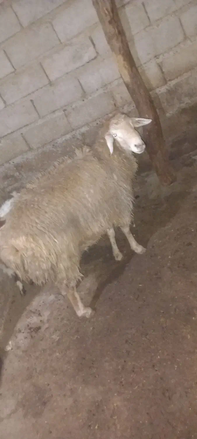 قوچ|حیوانات مزرعه|گرمادوز, |دیوار