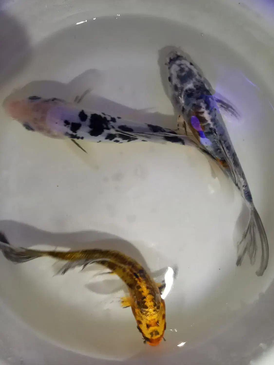 ماهی کوی|ماهی|اراک, |دیوار