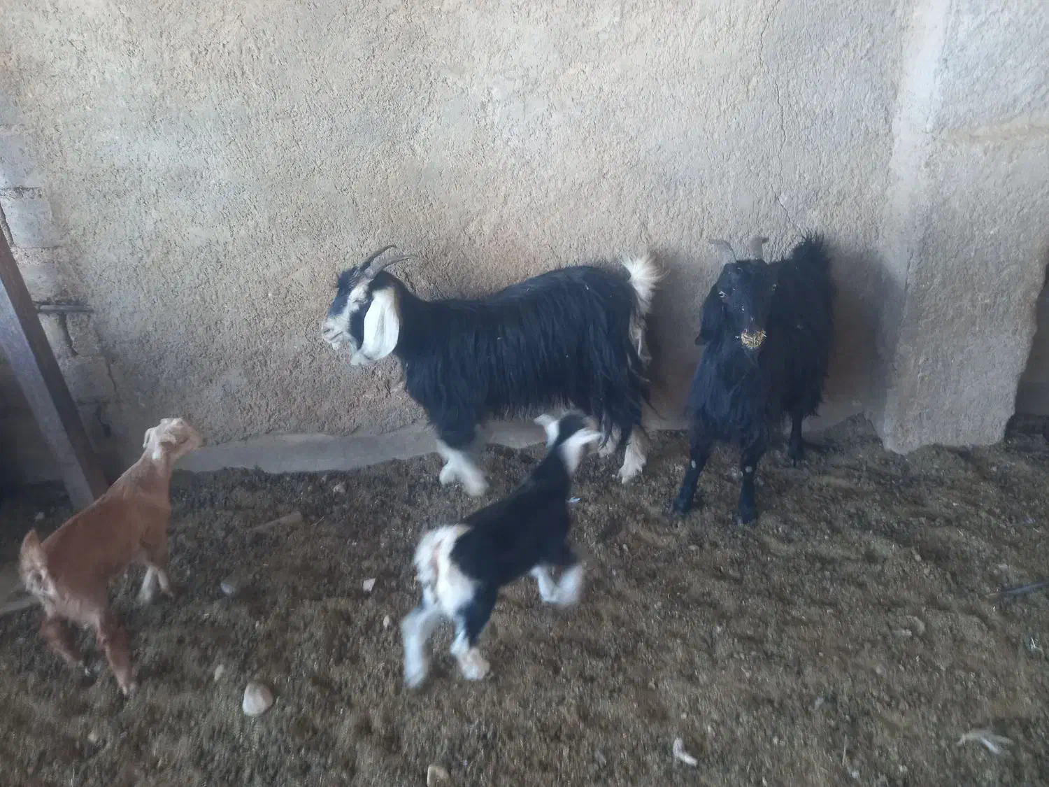 123456789|حیوانات مزرعه|شیراز, داریون|دیوار