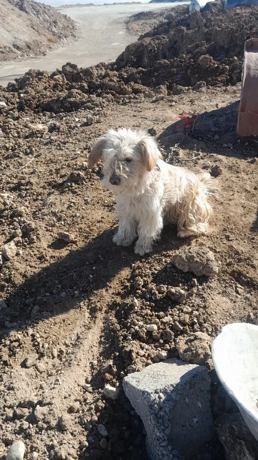 سگ پیدا شده|سگ|تیکمه داش, |دیوار