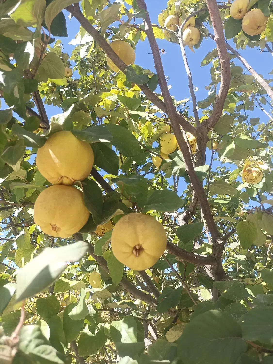 فروش به|خوردنی و آشامیدنی|سیسخت, |دیوار