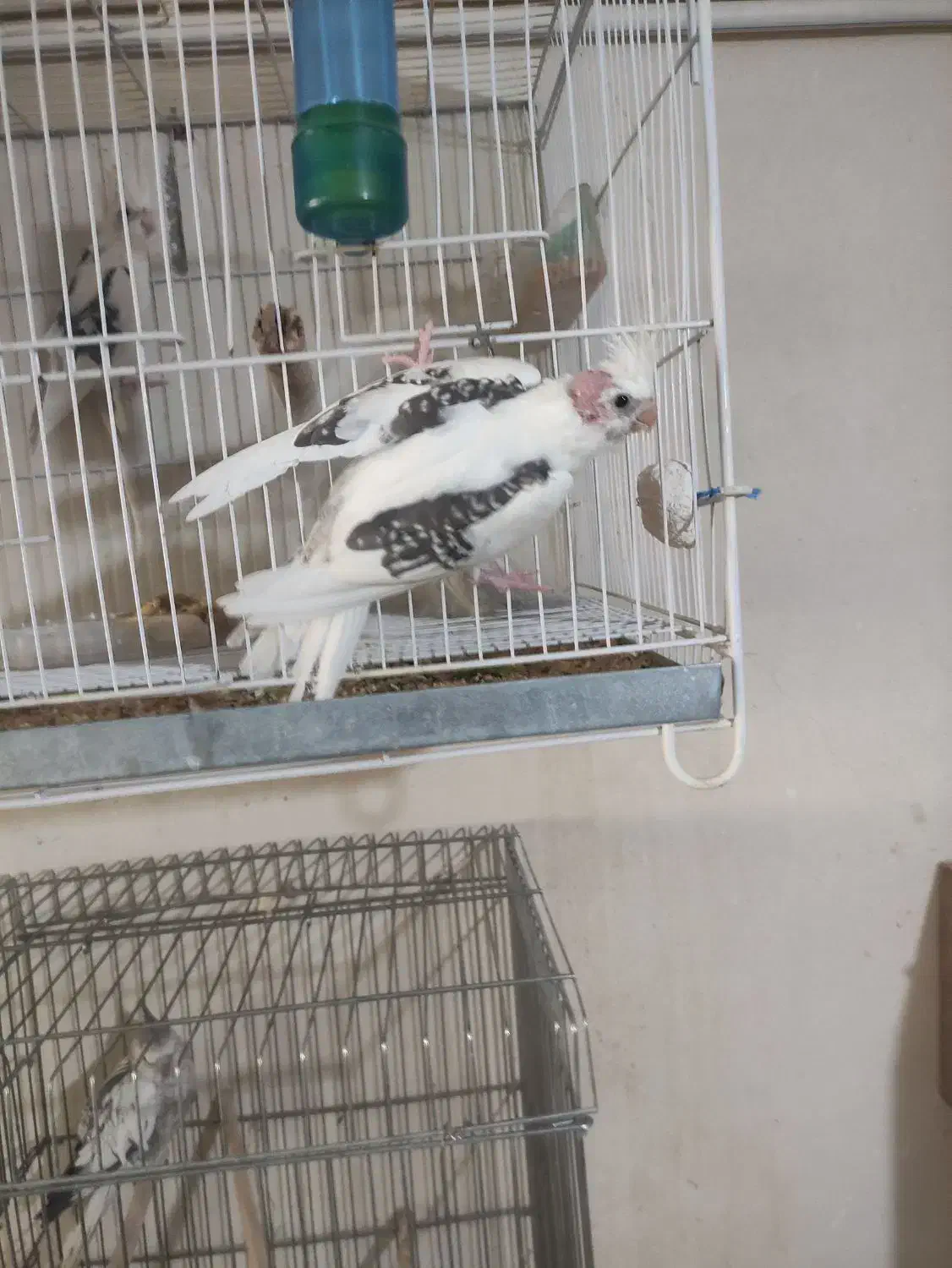 عروس هلندی مرغ عشق مرغ مینا|پرنده|شاهرود, |دیوار