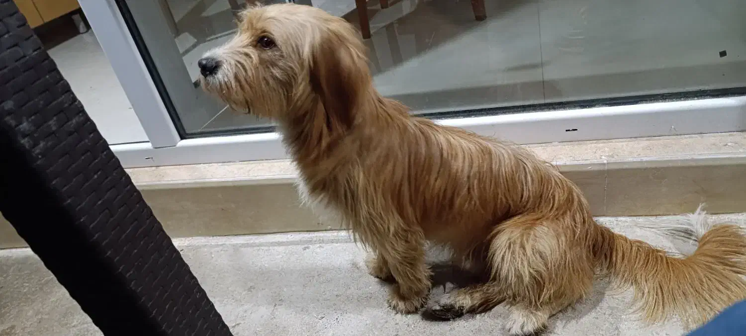 سگ در شهر پرند پیدا شده|حیوانات|پرند, فاز ۵|دیوار