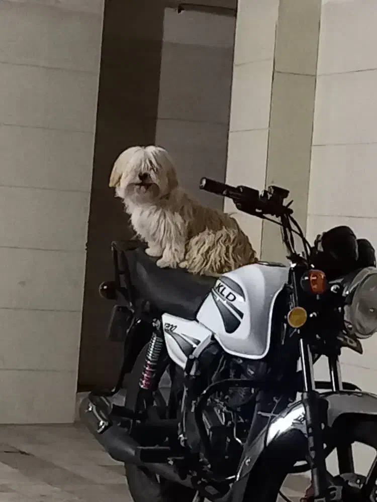 شیتزو تریر|سگ|تهران, سیروس|دیوار