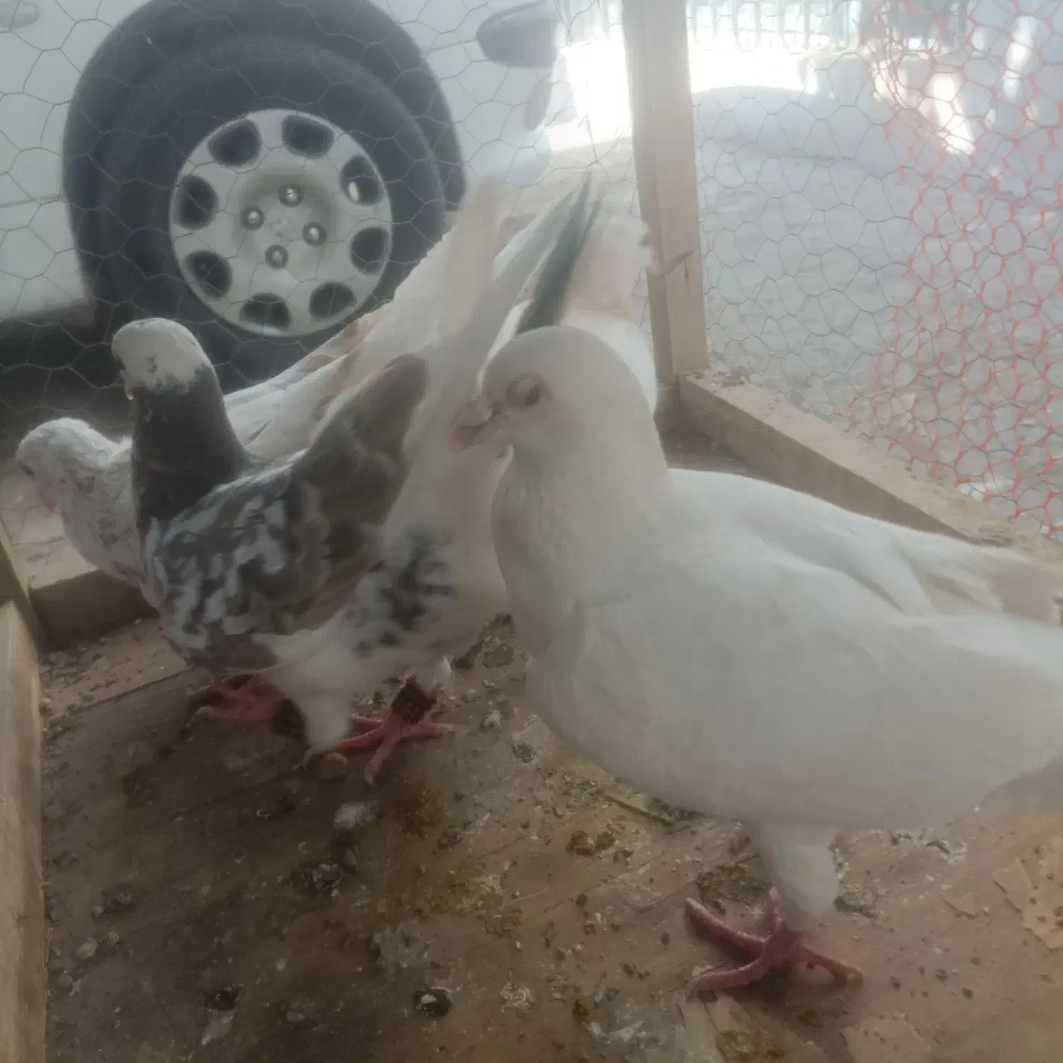 کفتر سار طوقی|پرنده|مشهد, سجادیه|دیوار