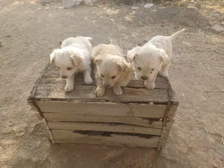 حیوانات|سگ|نجفآباد, گلدشت|دیوار