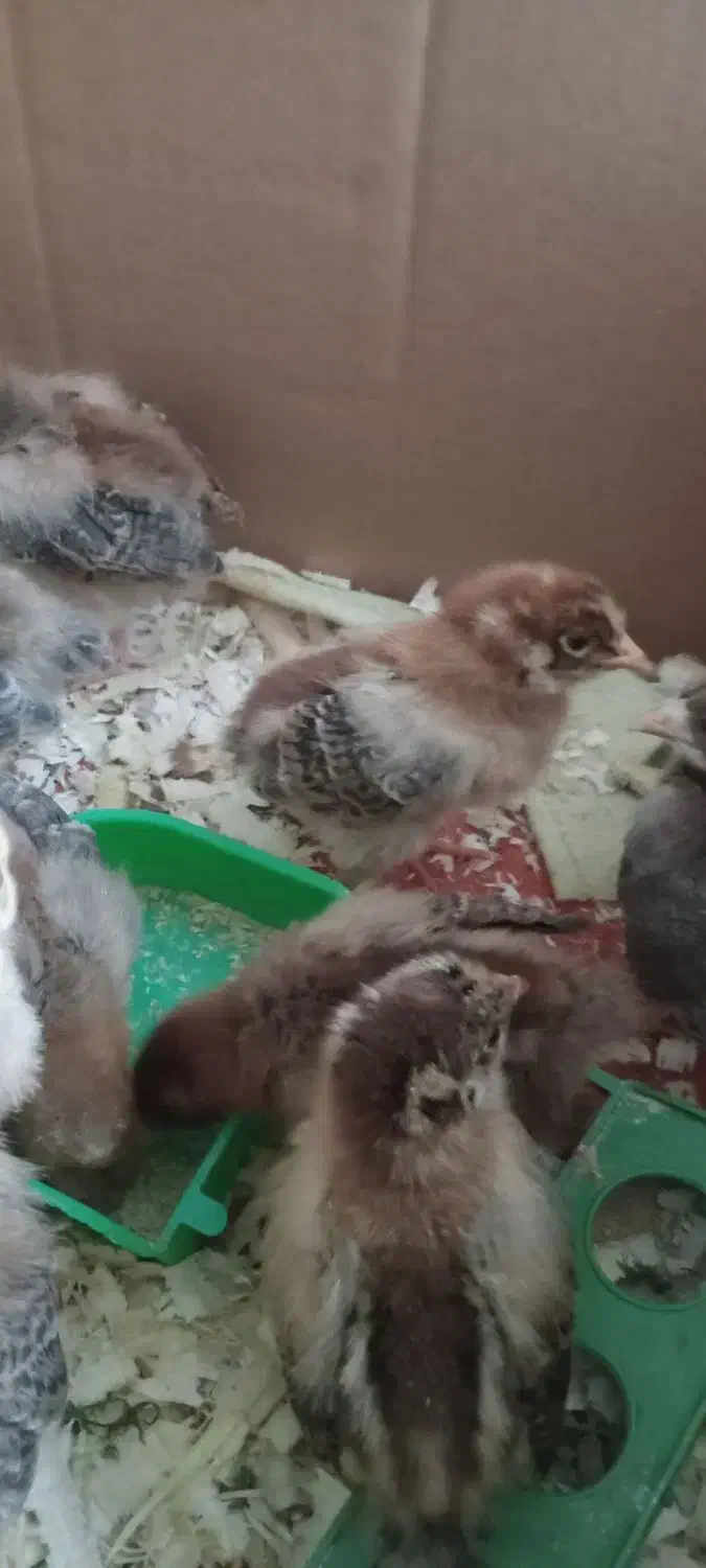 جوجه یک ماهه|حیوانات مزرعه|املش, |دیوار