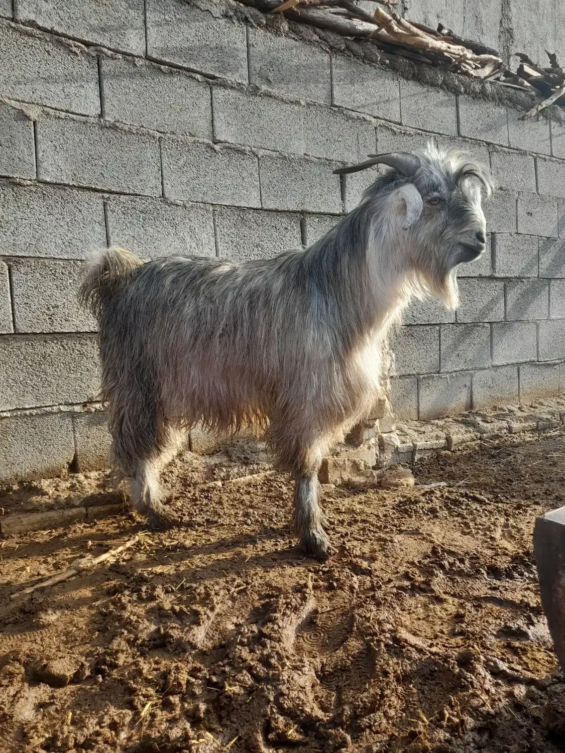 کهره بذری|حیوانات مزرعه|مرودشت, نقش رستم|دیوار