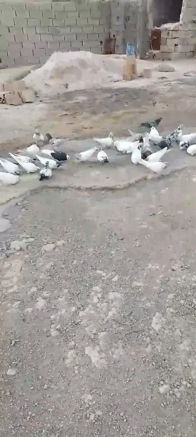 کبوتر کله دم|پرنده|سرپل ذهاب, |دیوار