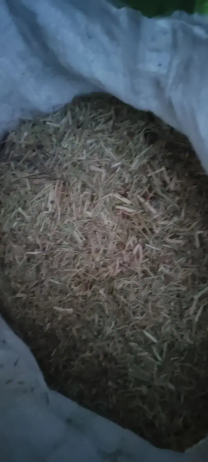 کاه خار|حیوانات مزرعه|میان جلگه, |دیوار