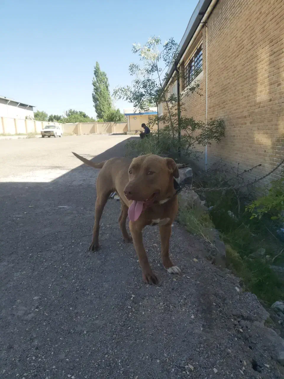 سگ گم شده|حیوانات|زنجان, |دیوار