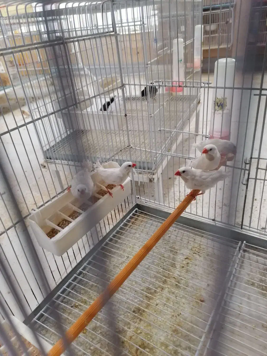 کراواتی سفید|پرنده|شیراز, کرونی(خاتونک)|دیوار