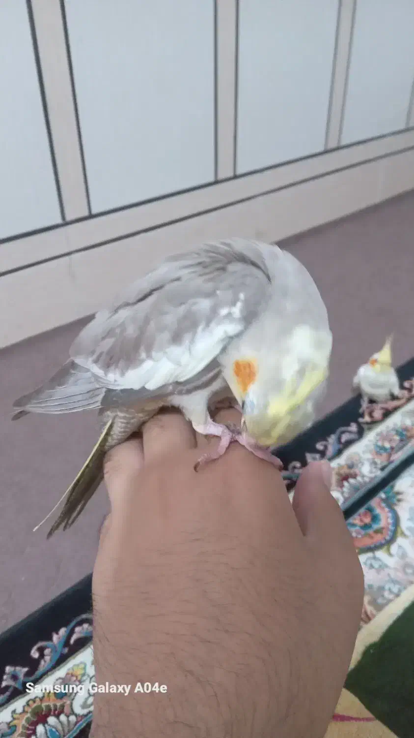 عروس هلندی گم شده|حیوانات|شادگان, |دیوار