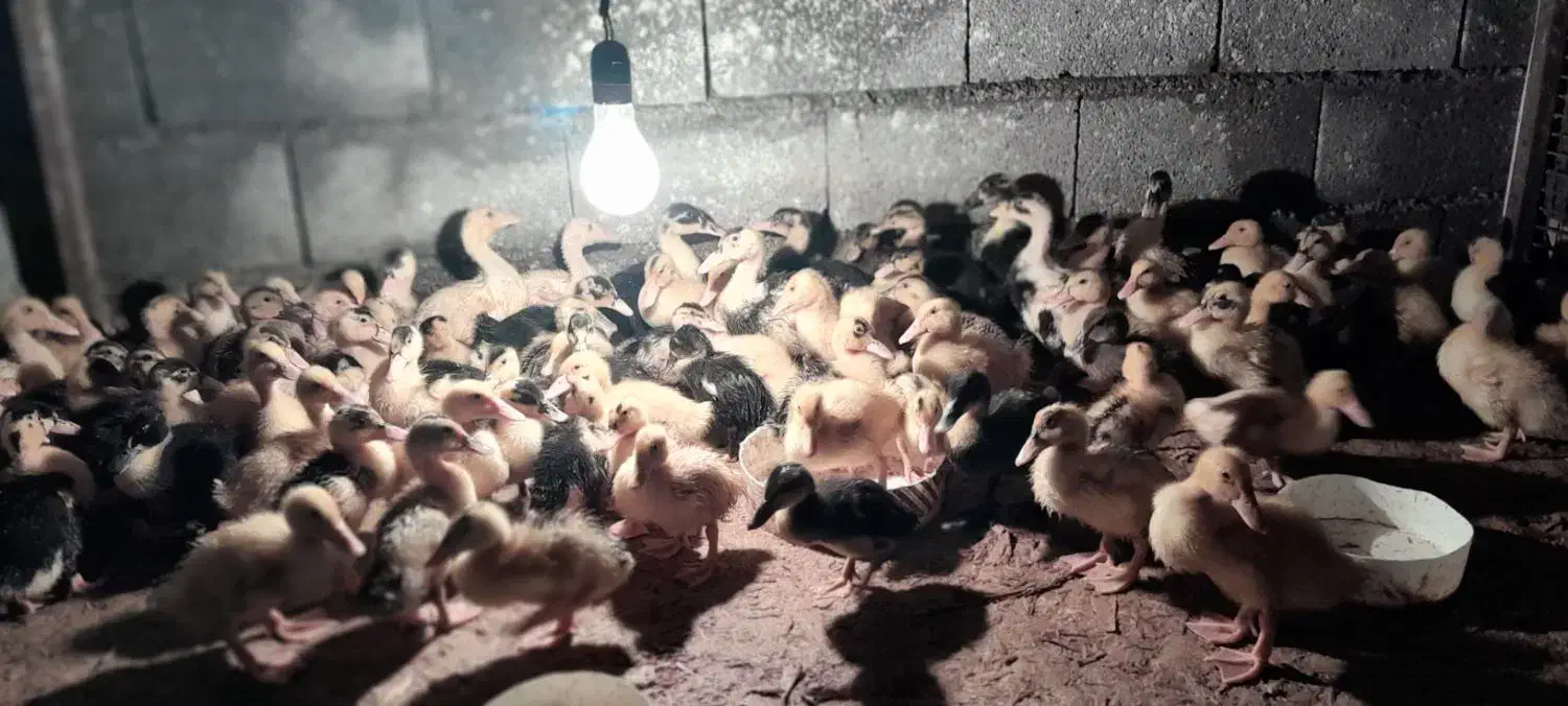 جوجه اردک ۱۷ روزه مگ مگی واکسینه شده|حیوانات مزرعه|نور, |دیوار