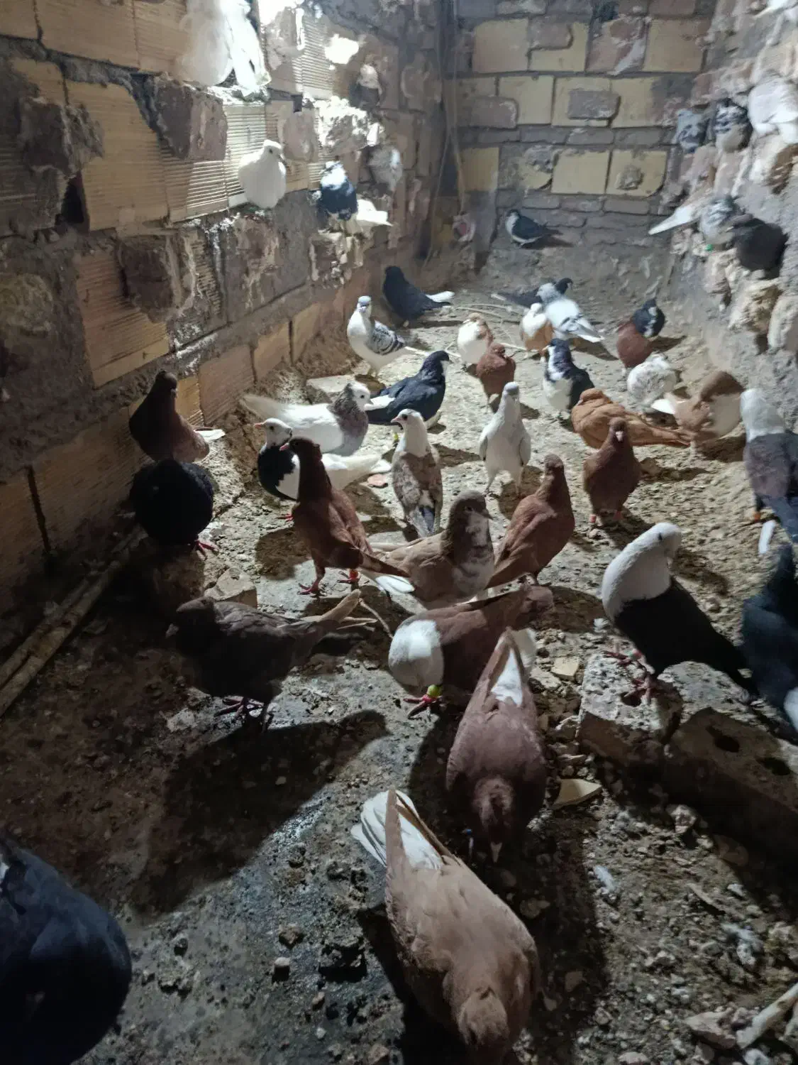 پرشی|حیوانات|نیشابور, شهرک اردسمان|دیوار