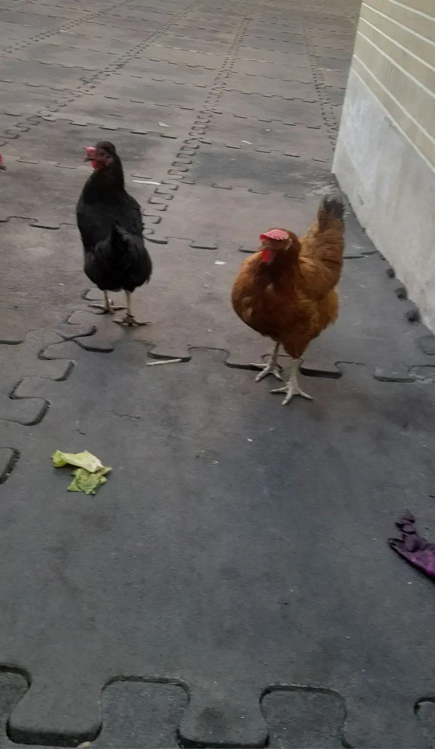 مرغ تخم گذار رسمی|حیوانات مزرعه|قم, بنیاد|دیوار