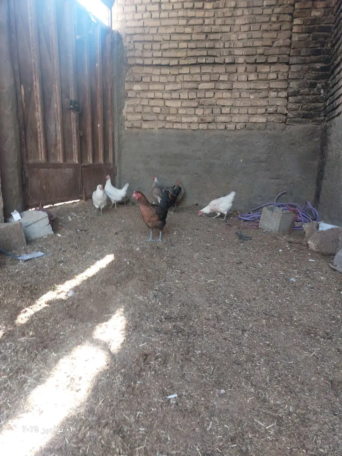 مرغ بومی|حیوانات مزرعه|اصفهان, زاجان|دیوار