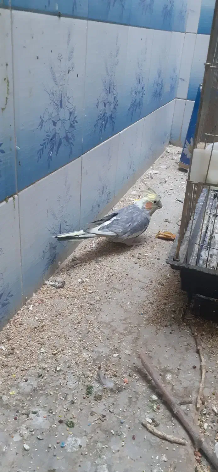 دو عدد عروس هلندی|پرنده|اراک, |دیوار