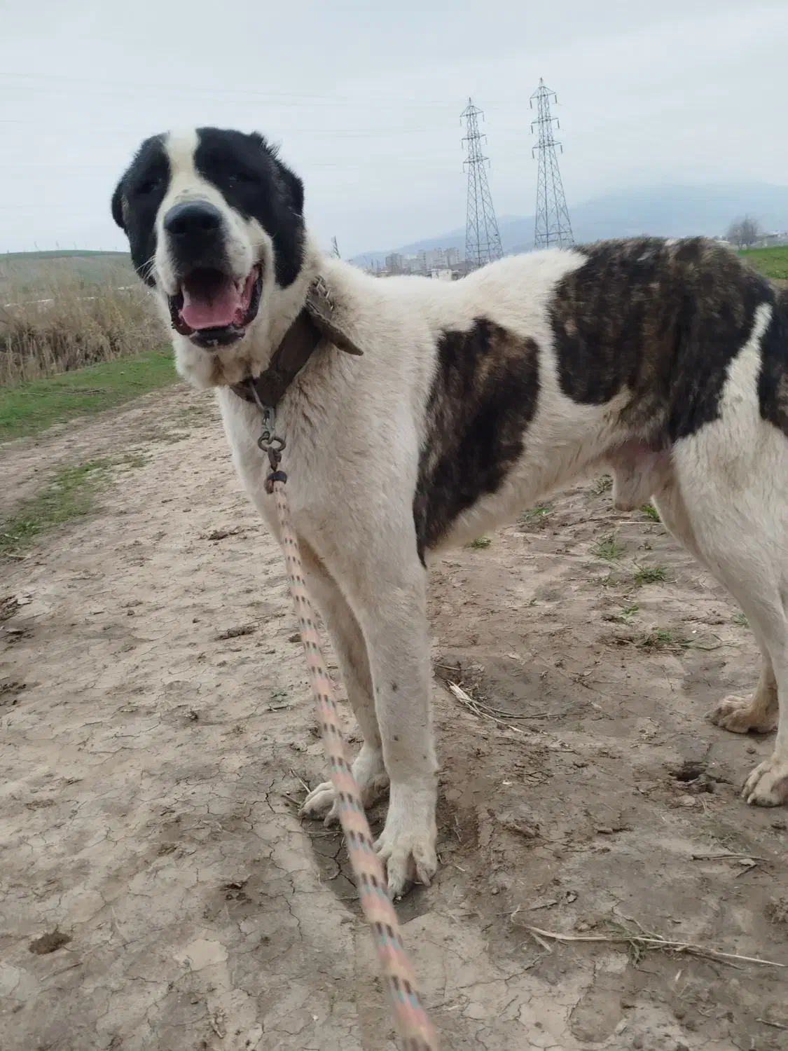 سگ افغانی|سگ|مینودشت, |دیوار