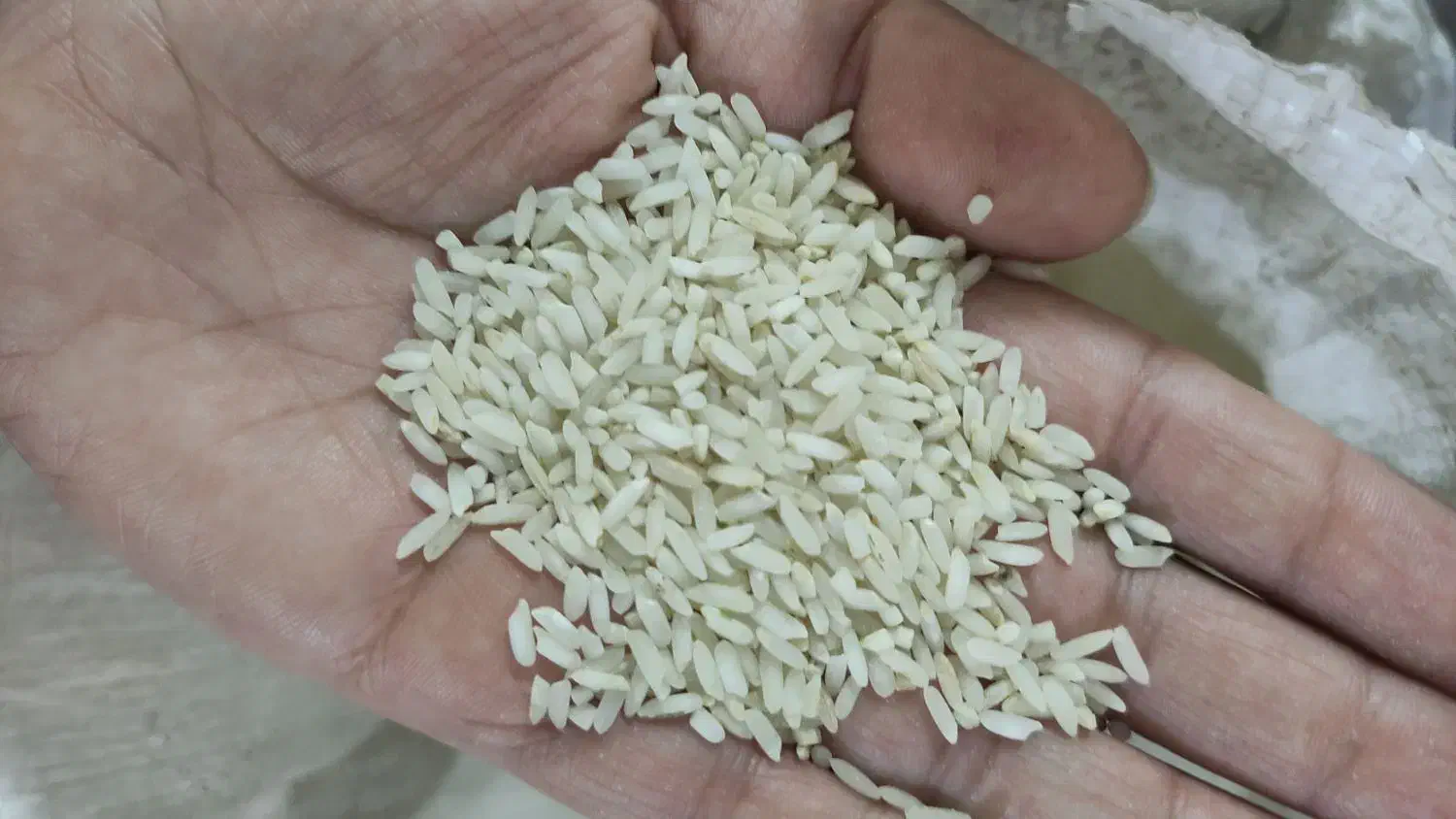 برنج چمپا کریک|خوردنی و آشامیدنی|یاسوج, |دیوار