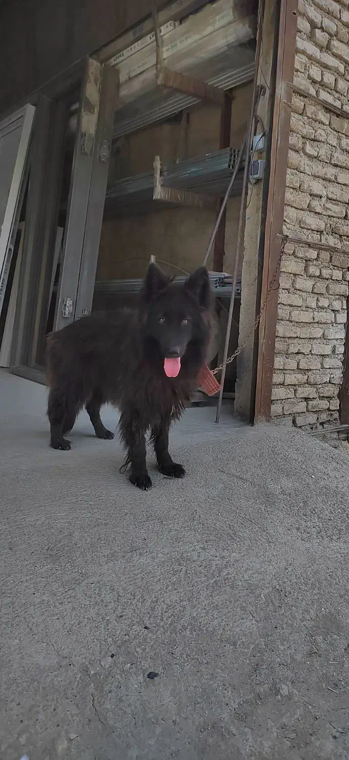 سگ ژرمن بلک ماده|سگ|بهشهر, |دیوار