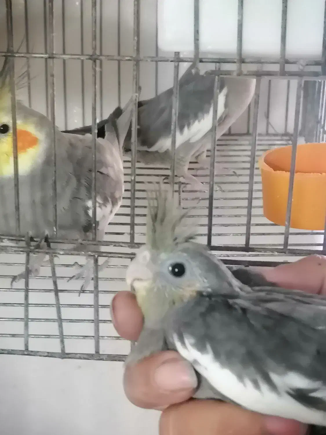 جوجه عروس فقط400|پرنده|قیدار, |دیوار