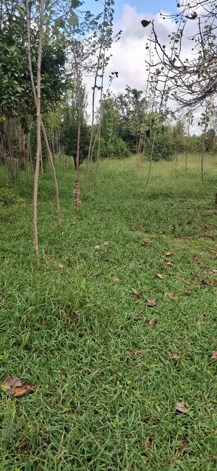 فروش زمین مسکونی 250مترسنگرروستای نشرودکل|فروش زمین و ملک کلنگی|سنگر, |دیوار