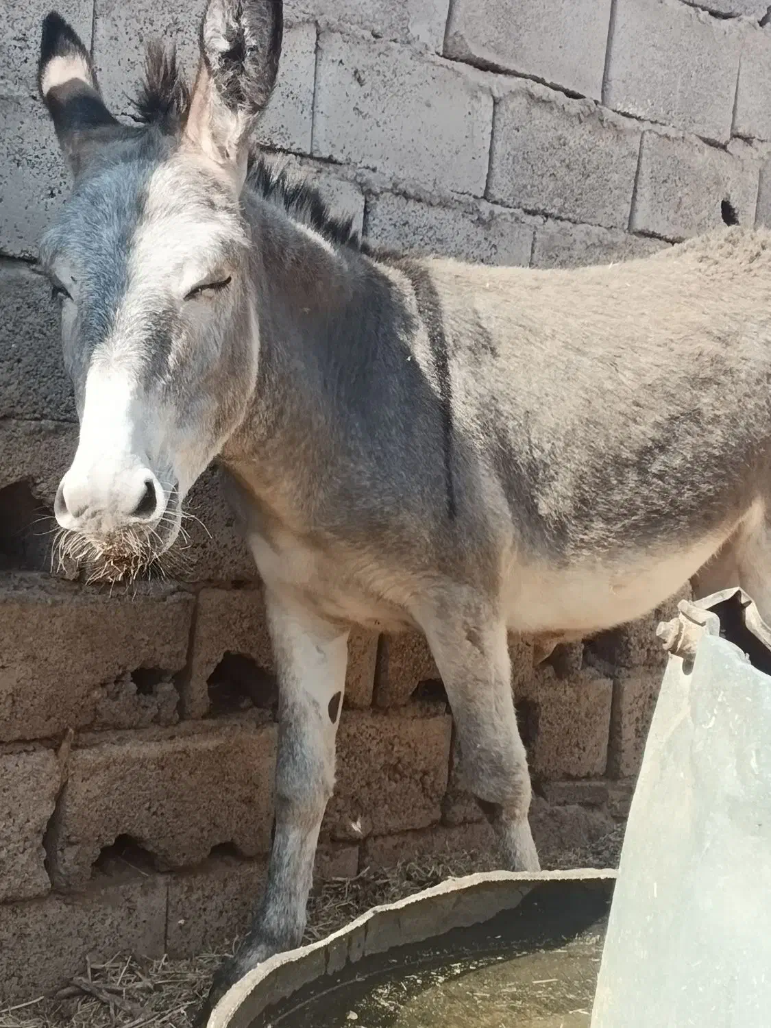 آخور.خر گله|حیوانات مزرعه|رفسنجان, |دیوار