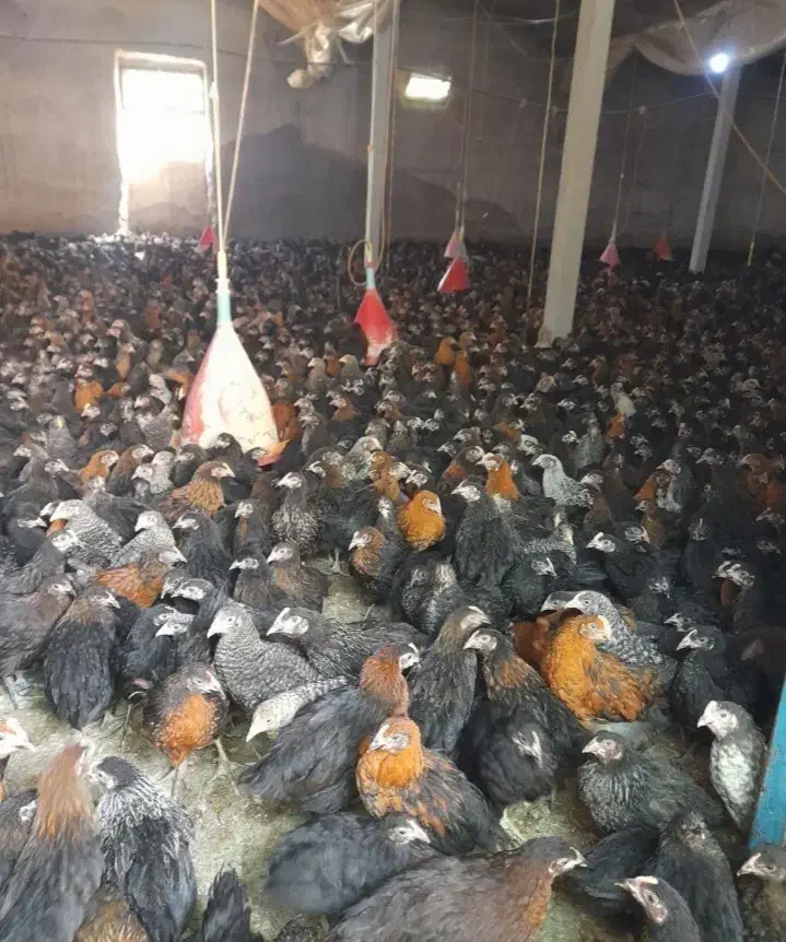 دوتک جوجه|حیوانات مزرعه|نجف‌آباد, هفده شهریور|دیوار