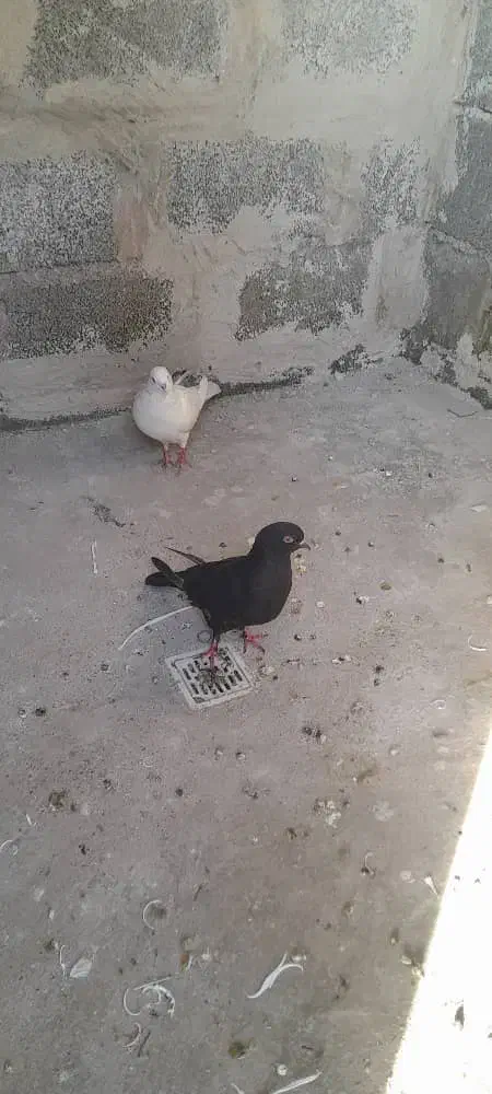 معاوضه یک جفت کبوتر با مرغ عشق|پرنده|بندرعباس, |دیوار