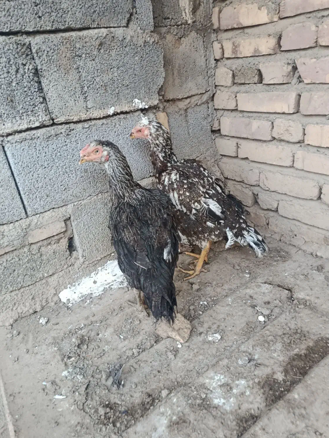 دو عدد مرغ لاری|حیوانات مزرعه|شوط, |دیوار