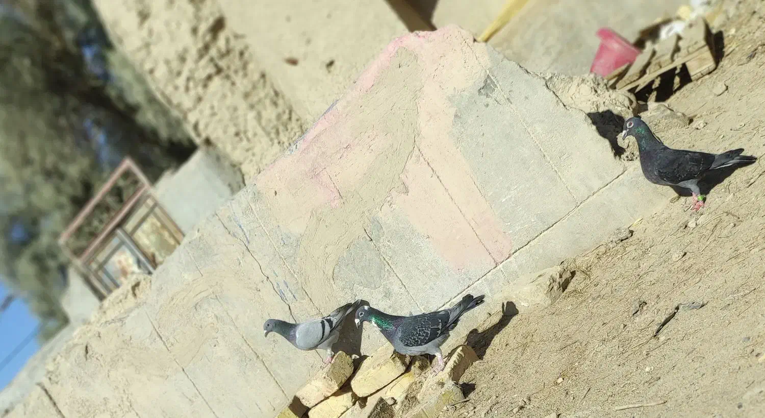 کبوتر،|پرنده|هیرمند, |دیوار