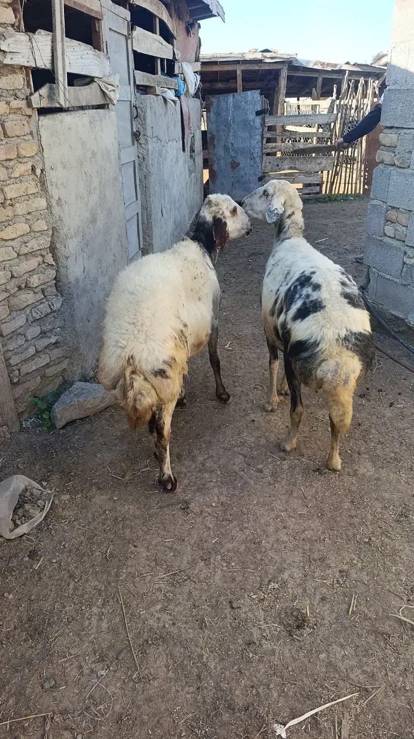 2راس میش آبستن پلنگی|حیوانات مزرعه|سیمین شهر, |دیوار