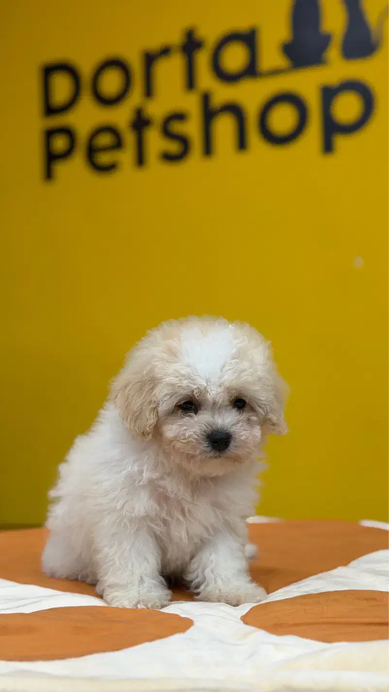 سگ نژاد بیشون فرایز کیفیت بمب|سگ|تهران, سعادت‌آباد|دیوار