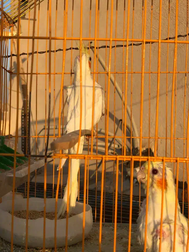 طوطی برزیلی،عروس هلندی مولد،جوان،سرلاکی|پرنده|گلستان (تهران), |دیوار