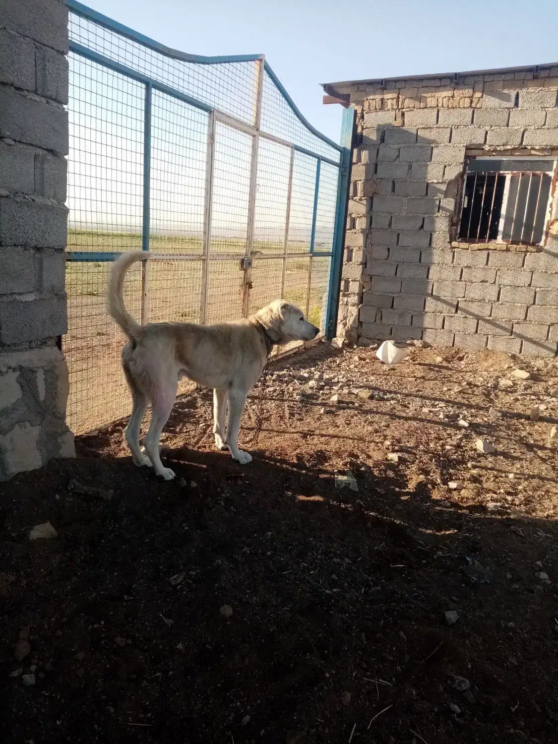 سگ.|سگ|سبزوار, رباط|دیوار